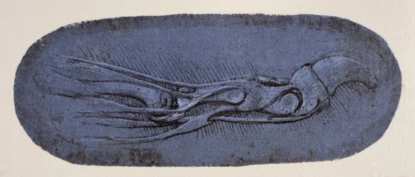 Anatomiestudie